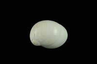 藏品(相模灣玉螺)的圖片